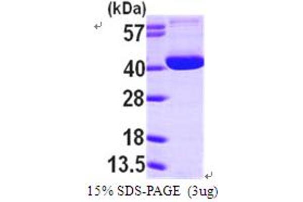 OGG1 Protein (AA 1-345) (His tag)