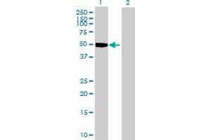 Western Blot analysis of CCNE1 expression in transfected 293T cell line by CCNE1 MaxPab polyclonal antibody. (Cyclin E1 antibody  (AA 1-410))