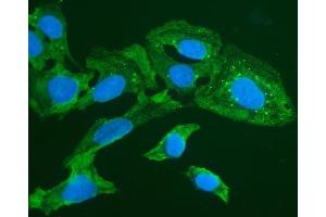 IF analysis of FOXI1 using anti-FOXI1 antibody (ABIN7599327).