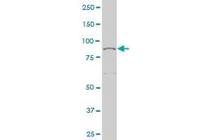 THRAP5 monoclonal antibody (M02), clone 2B7 Western Blot analysis of THRAP5 expression in Hela S3 NE (ABIN1339524). (MED16 antibody  (AA 1-110))