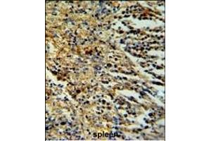 PHTNS Antibody (N-term) (ABIN653952 and ABIN2843174) IHC analysis in formalin fixed and paraffin embedded human spleen tissue followed by peroxidase conjugation of the secondary antibody and DAB staining. (KIAA1949 antibody  (N-Term))