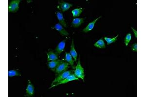 Immunofluorescent analysis of Hela cells using ABIN7175541 at dilution of 1:100 and Alexa Fluor 488-congugated AffiniPure Goat Anti-Rabbit IgG(H+L) (PROC antibody  (AA 288-409))