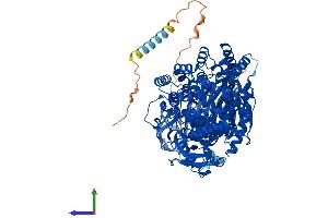 AlphaFold protein structure predicition of Mouse Recombinant Enpep Protein, UniprotID P16406 (ENPEP Protein (AA 1-945) (His tag))