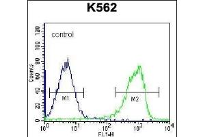 ZN Antibody (C-term) (ABIN656660 and ABIN2845901) flow cytometric analysis of K562 cells (right histogram) compared to a negative control cell (left histogram). (ZNF623 antibody  (C-Term))