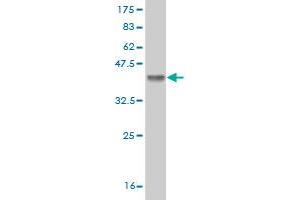 Western Blot detection against Immunogen (37. (FBXW7 antibody  (AA 599-707))