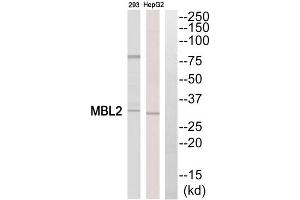 Western blot analysis of extracts from HepG2 cells and 293 cells, using MBL2 antibody. (MBL2 antibody  (Internal Region))
