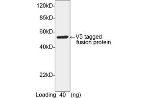 Image no. 1 for anti-V5 Epitope Tag antibody (ABIN294568) (V5 Epitope Tag antibody)