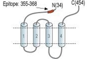 anti-Glycine Receptor, alpha 4 (GLRA4) (AA 28-42), (Extracellular), (N-Term) antibody