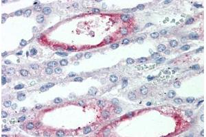 Anti-PIGR antibody  ABIN960798 IHC staining of human kidney. (PIGR antibody  (Extracellular Domain))