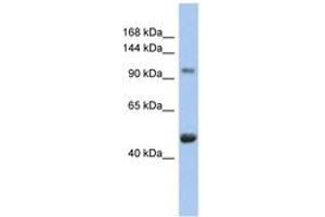 Image no. 1 for anti-Retinoblastoma-Like 1 (p107) (RBL1) (AA 143-192) antibody (ABIN6744383) (p107 antibody  (AA 143-192))