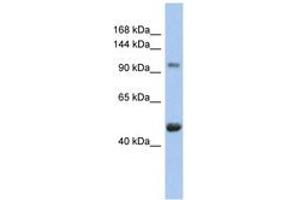 Image no. 1 for anti-Retinoblastoma-Like 1 (p107) (RBL1) (AA 143-192) antibody (ABIN6744383)