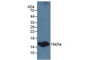 Detection of TSHb in Canine Serum using Polyclonal Antibody to Thyroid Stimulating Hormone Beta (TSHb) (TSHB antibody  (AA 20-138))