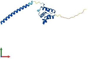 AlphaFold protein structure predicition of Mouse Recombinant Ldoc1 Protein, UniprotID Q7TPY9 (LDOC1 Protein (AA 1-151) (His tag))