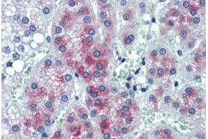 Human Adrenal: Formalin-Fixed, Paraffin-Embedded (FFPE) (CREG1 antibody  (AA 121-221))