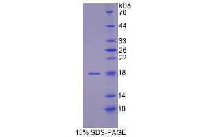 SDS-PAGE (SDS) image for Nuclear Transport Factor 2 (NUTF2) (AA 1-127) protein (His tag) (ABIN6239179)