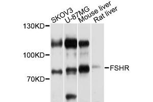 Western blot analysis of extracts of various cell lines, using FSHR antibody (ABIN1872742) at 1:1000 dilution. (FSHR antibody)