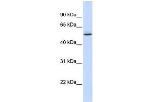 WB Suggested Anti-GTPBAntibody Titration:  0. (GTPBP10 antibody  (Middle Region))
