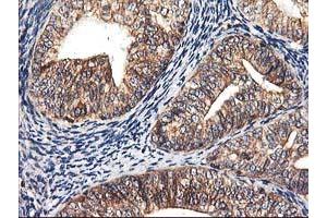 Image no. 10 for anti-Heme Oxygenase (Decycling) 2 (HMOX2) antibody (ABIN1498691) (HMOX2 antibody)