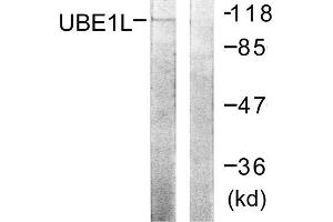 Western blot analysis of extracts from HeLa cells, using UBE1L antibody. (UBA7 antibody  (C-Term))