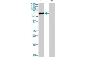 ZNF671 antibody  (AA 1-556)