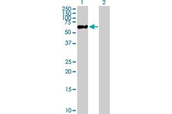 ZNF671 anticorps  (AA 1-556)