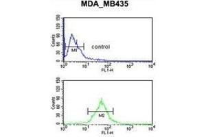 TFPT Antibody (N-term) flow cytometric analysis of MDA-MB435 cells (bottom histogram) compared to a negative control cell (top histogram). (TFPT antibody  (N-Term))