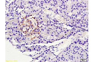 Formalin-fixed and paraffin embedded rat pancreas tissue labeled with Anti-NLG1/KIRREL2 Polyclonal Antibody, Unconjugated (ABIN720460) at 1:200 followed by conjugation to the secondary antibody and DAB staining (KIRREL2 antibody  (AA 165-260))