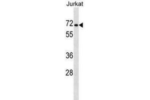 PRODH2 Antibody (Center) western blot analysis in Jurkat cell line lysates (35µg/lane). (PRODH2 antibody  (Middle Region))