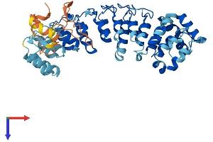 Ankyrin Repeat and SOCS Box Containing 18 (ASB18) (AA 1-466) protein (His tag)