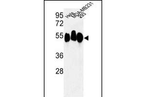 Western blot analysis of RBBP7 Antibody (N-term) (ABIN652773 and ABIN2842509) in Hela, MDA-M, 293 cell line lysates (35 μg/lane). (RBBP7 antibody  (N-Term))