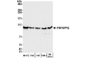 Western Blotting (WB) image for anti-Splicing Factor Proline/glutamine-Ric (SFPQ) (AA 225-275) antibody (ABIN7453761) (SFPQ antibody  (AA 225-275))