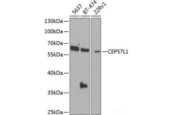 CEP57L1 Antikörper