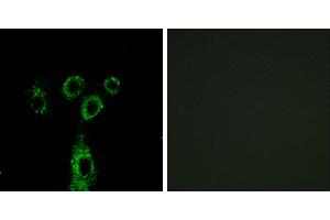 Peptide - +Immunohistochemistry analysis of paraffin-embedded human brain tissue using GASP1 antibody. (GPRASP1 antibody  (Internal Region))