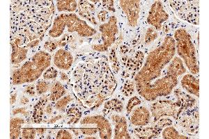 ABIN2561197 (4µg/ml) staining of paraffin embedded Human Kidney. (Liver Arginase antibody  (C-Term))