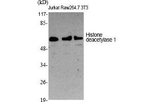 Western Blot analysis of various cells using Histone deacetylase 1 Polyclonal Antibody diluted at 1:1000. (HDAC1 antibody  (AA 410-490))