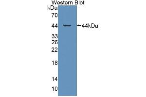 Western blot analysis of the recombinant protein. (GHRHR antibody  (AA 23-130))