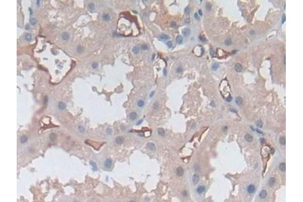 P-Selectin antibody  (AA 198-432)