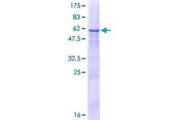 Calcyphosine 2 Protein (CAPS2) (AA 1-293) (GST tag)