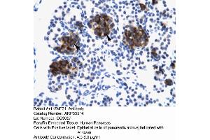 Human Pancreas (ZNF182 antibody  (Middle Region))