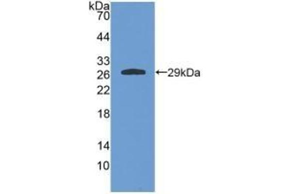 GSTA4 anticorps  (AA 2-222)