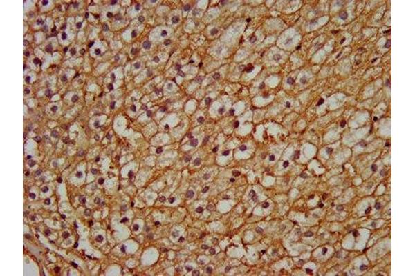 PEX13 antibody  (AA 1-130)