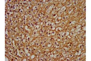 IHC image of ABIN7162973 diluted at 1:200 and staining in paraffin-embedded human adrenal gland tissue performed on a Leica BondTM system. (PEX13 antibody  (AA 1-130))