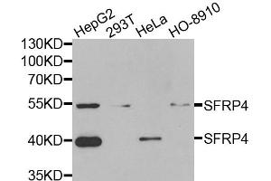 Western blot analysis of extracts of various cell lines, using SFRP4 antibody (ABIN5973810) at 1/1000 dilution. (SFRP4 antibody)