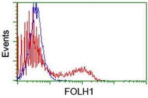 HEK293T cells transfected with either RC218310 overexpress plasmid (Red) or empty vector control plasmid (Blue) were immunostained by anti-FOLH1 antibody (ABIN2455699), and then analyzed by flow cytometry. (PSMA antibody)
