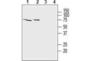 Western blot analysis of mouse brain lysate (lanes 1 and 3) and rat brain lysate (lanes 2 and 4): - 1,2. (SLC22A3 antibody  (1st Extracellular Loop))