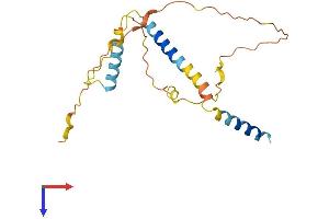 BIM Protein (AA 1-198) (His tag)