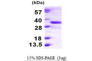 SDS-PAGE (SDS) image for Retinol Dehydrogenase 12 (All-Trans/9-Cis/11-Cis) (RDH12) (AA 39-316) protein (His tag) (ABIN668007) (RDH12 Protein (AA 39-316) (His tag))