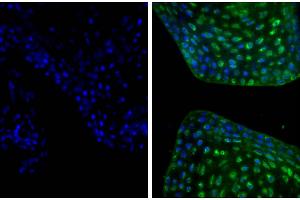 Frozen newborn mouse cartilage section was stained with Goat Anti-Type II Collagen-UNLB and DAPI. (Donkey anti-Goat IgG (Heavy & Light Chain) Antibody (PE) - Preadsorbed)