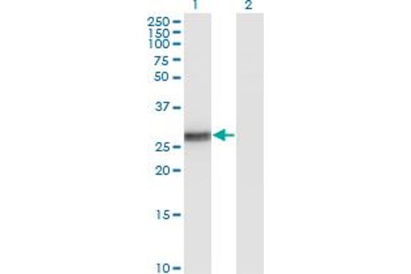 BCL2L1 antibody  (AA 1-233)