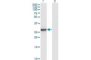Western Blot analysis of BCL2L1 expression in transfected 293T cell line by BCL2L1 monoclonal antibody (M01), clone 3E2-2A5. (BCL2L1 antibody  (AA 1-233))